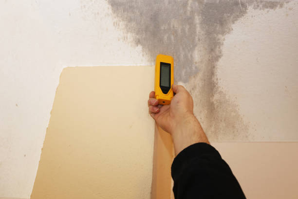 Best Attic Mold Removal  in New Haven, WV