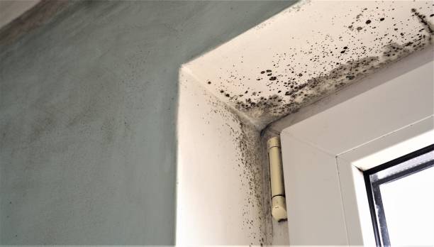 Best Mold Odor Removal Services  in New Haven, WV