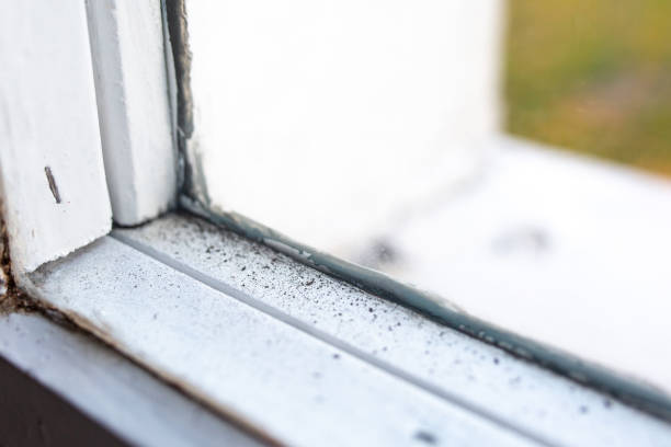 Best Mold Damage Restoration  in New Haven, WV