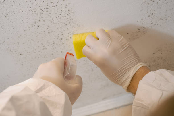 Best Forensic Mold Investigation  in New Haven, WV
