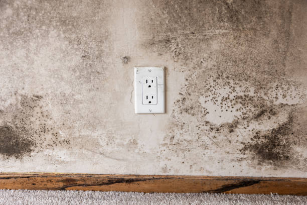 Professional Mold Removal in New Haven, WV
