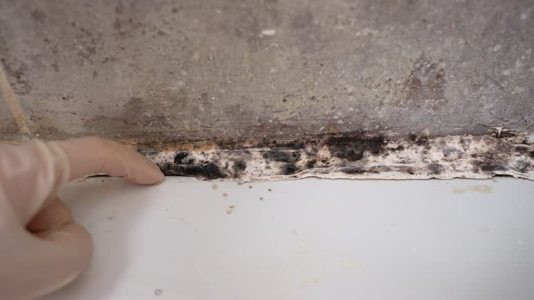 Best Mold Documentation for Insurance Claims  in New Haven, WV