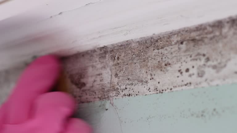 Best Biohazard Mold Removal  in New Haven, WV